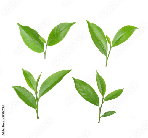 green tea leaf isolated on white background