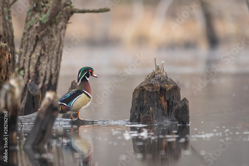 colorful Male wood duck preached on a log in the middle of a swamp.  color duck swimming. iridescent feathers on waterfowl in natural habit.  photo