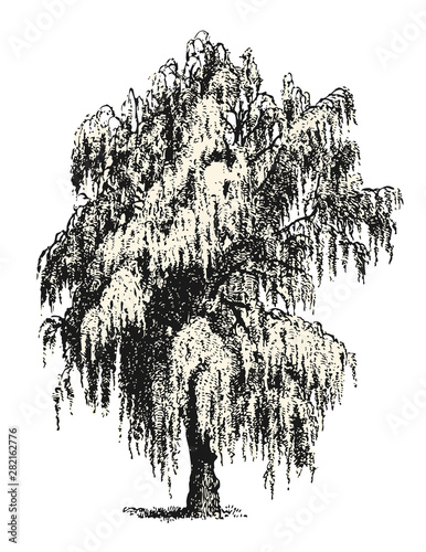 vintage vector drawings / design elements: mourning / weeping willow or birch sketch isolated on white, background / filling is a separate path / object photo