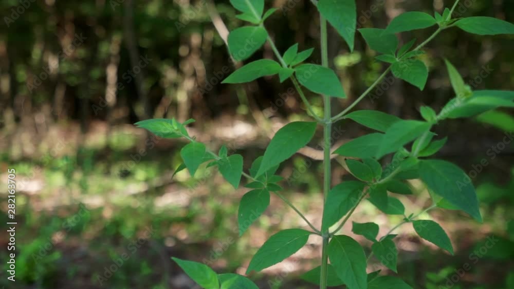 Slow slider shot of wild mountain mint plant in nature, Pycnanthemum Slow slider shot of wild mountain mint plant in nature, Pycnanthemum