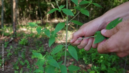 Picking leaves of wild mint plant, Pycnanthemum incanum, slow motion photo