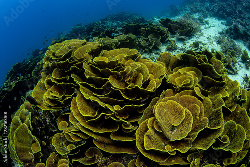 Fototapeta Naklejka Na Ścianę i Meble -  Plate coral on the reef