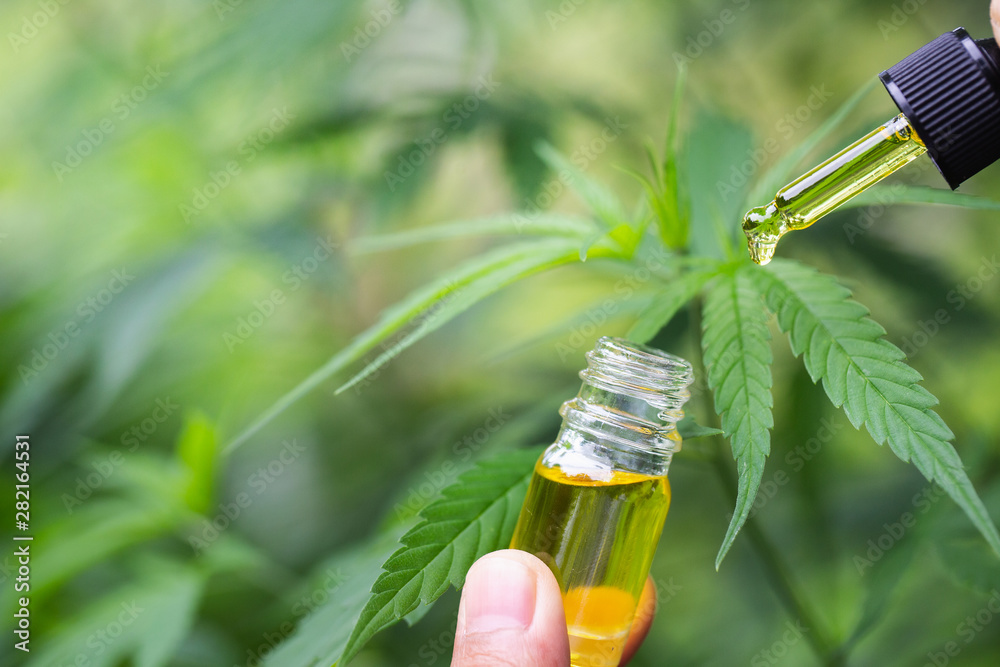 Hemp oil cbd, Cannabis herb and leaves for treatment, Extract from hemp oil. Hemp oil cbd, Cannabis herb and leaves for treatment, Extract from hemp oil.