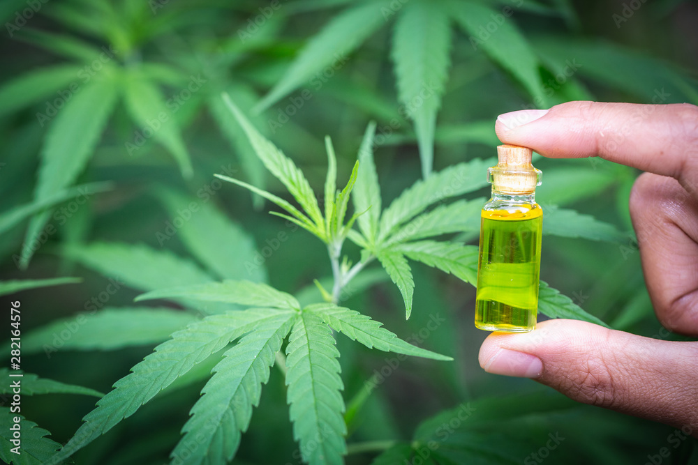 CBD hemp oil products, Hand holding of Cannabis oil against Marijuana plant. CBD hemp oil products, Hand holding of Cannabis oil against Marijuana plant.