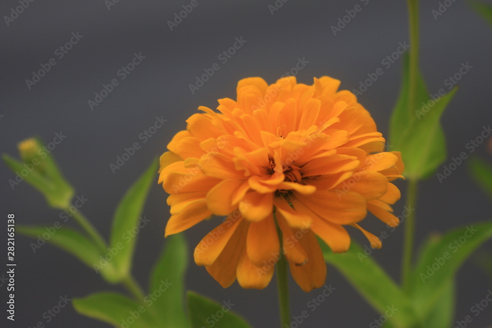 Flower Flower