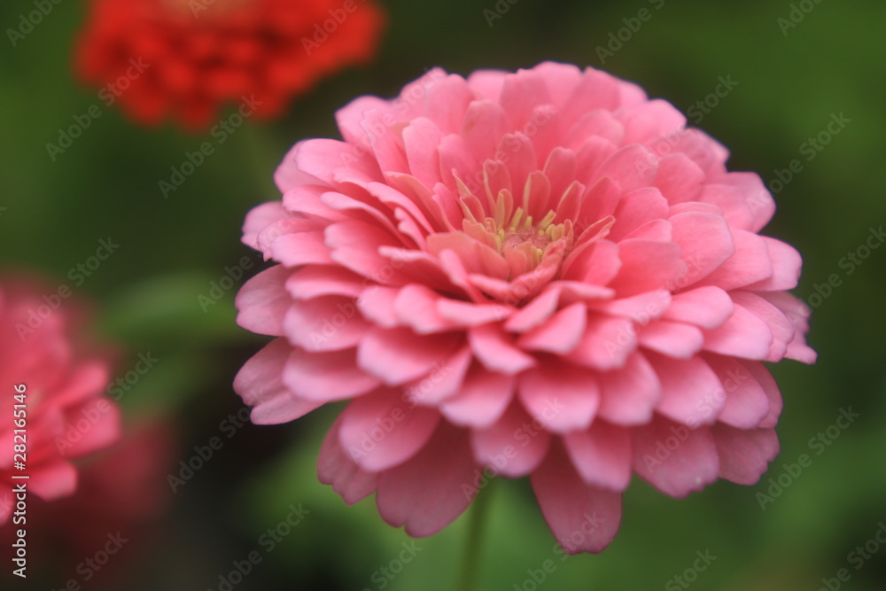 Flower Flower