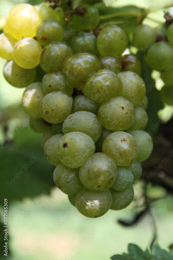Missouri Wine Grapes Chandler Hill Winery 2019 Missouri Wine Grapes Chandler Hill Winery 2019
