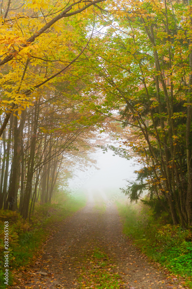 Obraz premium Gravel road in an early morning fog, Stowe, Vermont, USA