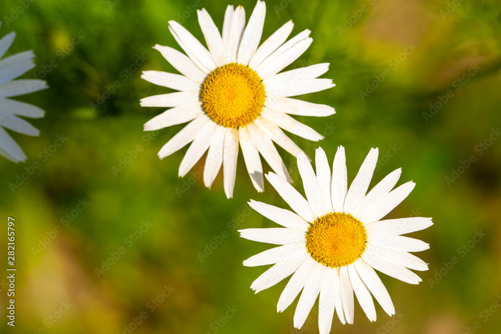 Obraz premium Daisy flower close-up , chamomile background