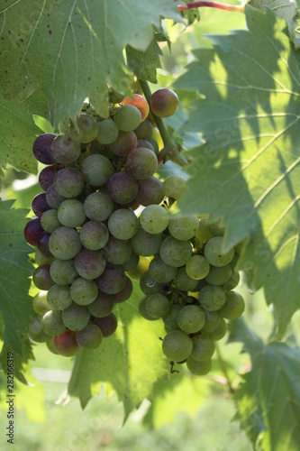 Wallpaper Mural Midwest Wine Grapes Chandler Hill Winery 2019  Torontodigital.ca
