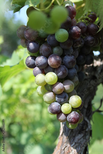 Missouri Wine Grapes 2019 