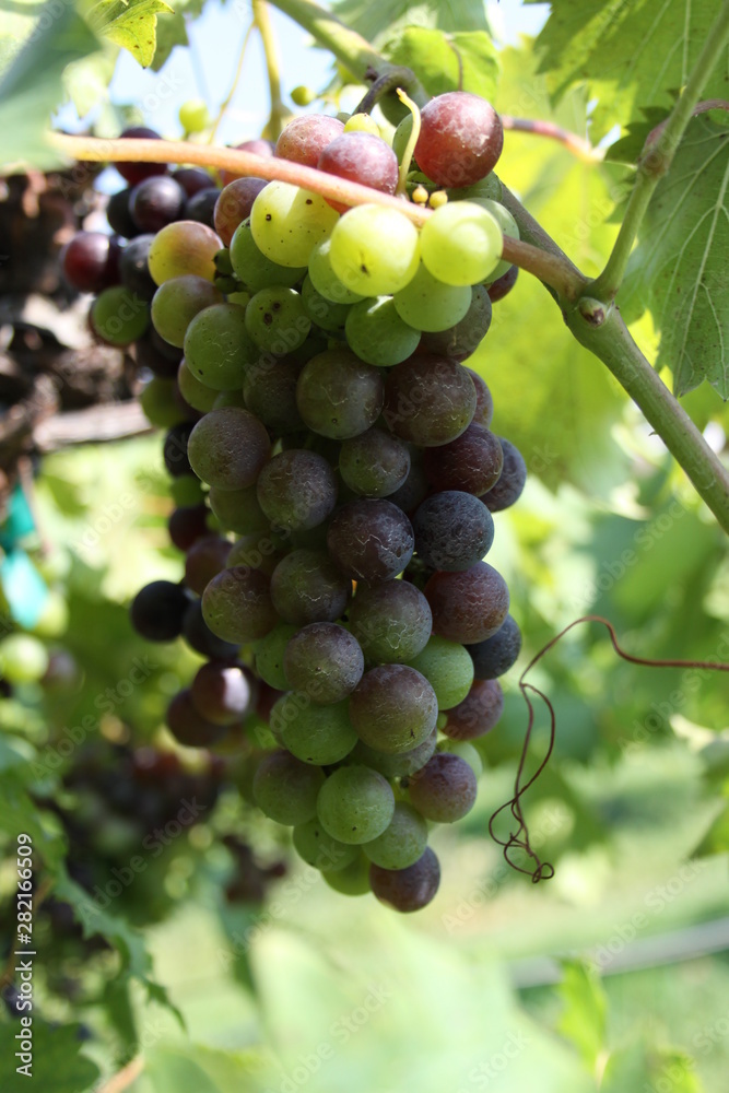 Midwest Wine Grapes Chandler Hill Winery 2019