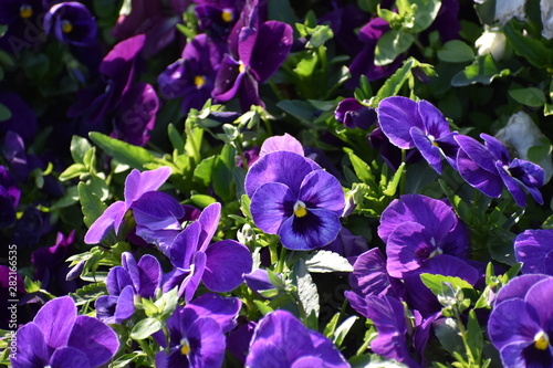 Flowers in the garden 