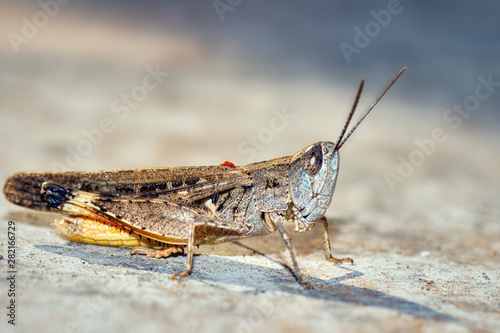 grasshopper, macro of insect in wild, animal in nature, close-up animal in wild © Hernan Villa Photos 