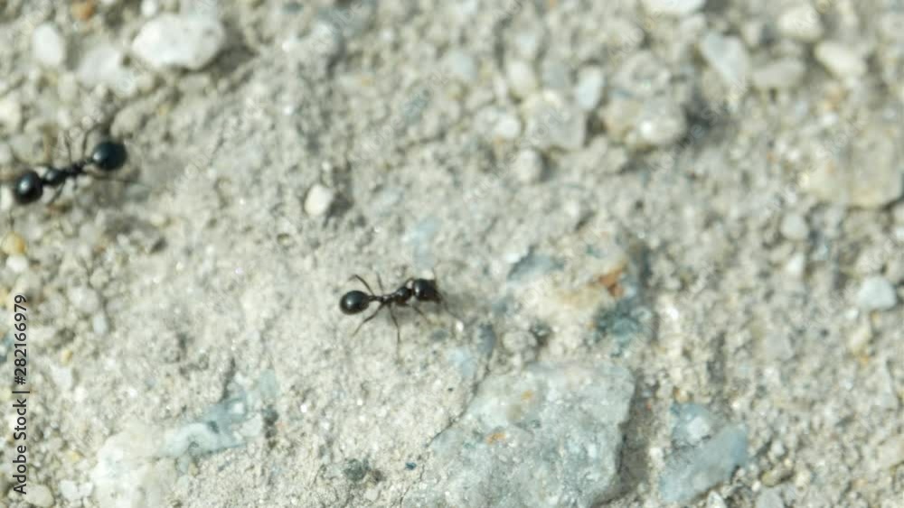 Black ants running right and left in two lanes, carrying seeds back to nest. Macro insect shot from above. Black ants running right and left in two lanes, carrying seeds back to nest. Macro insect shot from above.