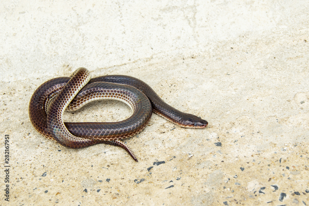 Sunbeam snake ( Xenopeltis unicolor ) non-venomous has a distinctive feature is body scales smooth and have shiny iridescent when reflecting sunlight. Sunbeam snake ( Xenopeltis unicolor ) non-venomous has a distinctive feature is body scales smooth and have shiny iridescent when reflecting sunlight.