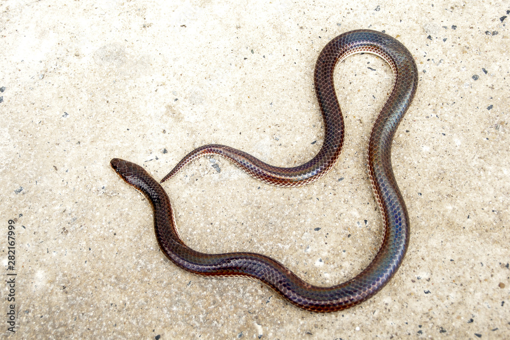 Sunbeam snake ( Xenopeltis unicolor ) non-venomous has a distinctive feature is body scales smooth and have shiny iridescent when reflecting sunlight.