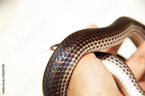 close up body scales of Sunbeam snake ( Xenopeltis unicolor ) at hand are smooth and have shiny iridescent when reflecting sunlight. photo