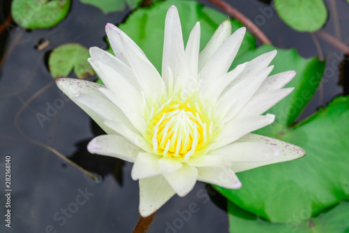 White lotus  as pure