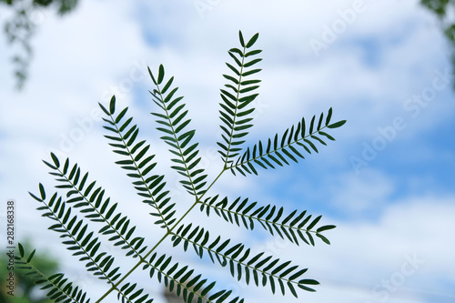 Close Up Of Green Leaf Texture