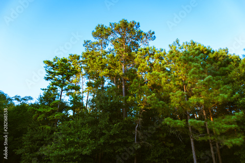 tree in spring