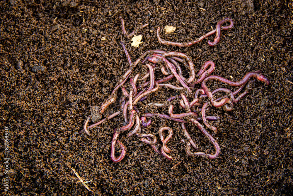 Background of Many earthworms African Night Crawler (AF) on hand. Raising  Worm Composting from cow dung is good quality natural organic fertilizer  for agriculture. Photos