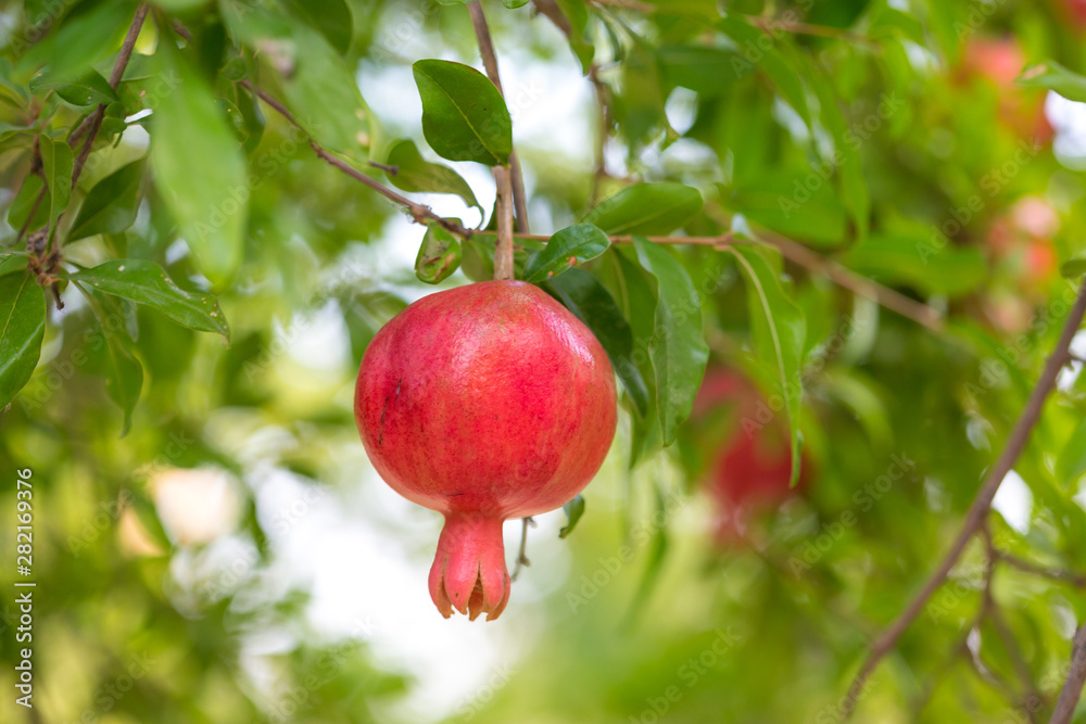Ripe pomegranate tree is growing in garden garden. Tree branch with fresh pomegranate