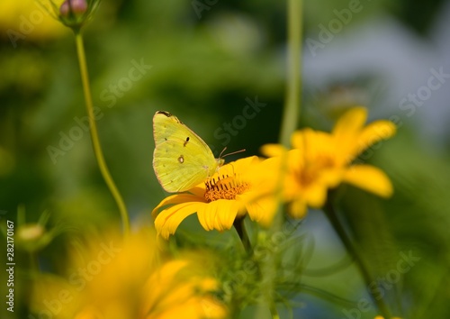 夏の黄色い花と黄色いチョウ