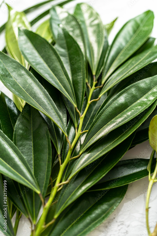 Obraz premium Leafs