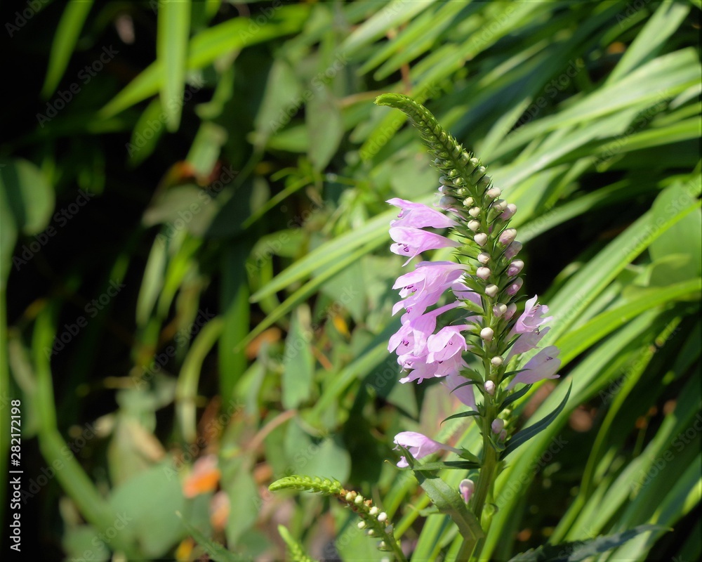 花トラノオ Stock Photo Adobe Stock