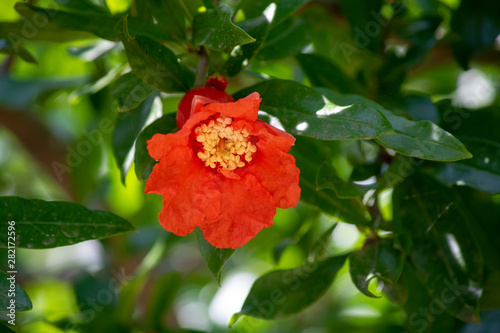 Close-up shoot of pomegranate tree.