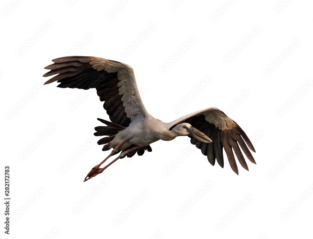 Image of Asian Openbill stock flying on white background. Bird. Animal. Image of Asian Openbill stock flying on white background. Bird. Animal.
