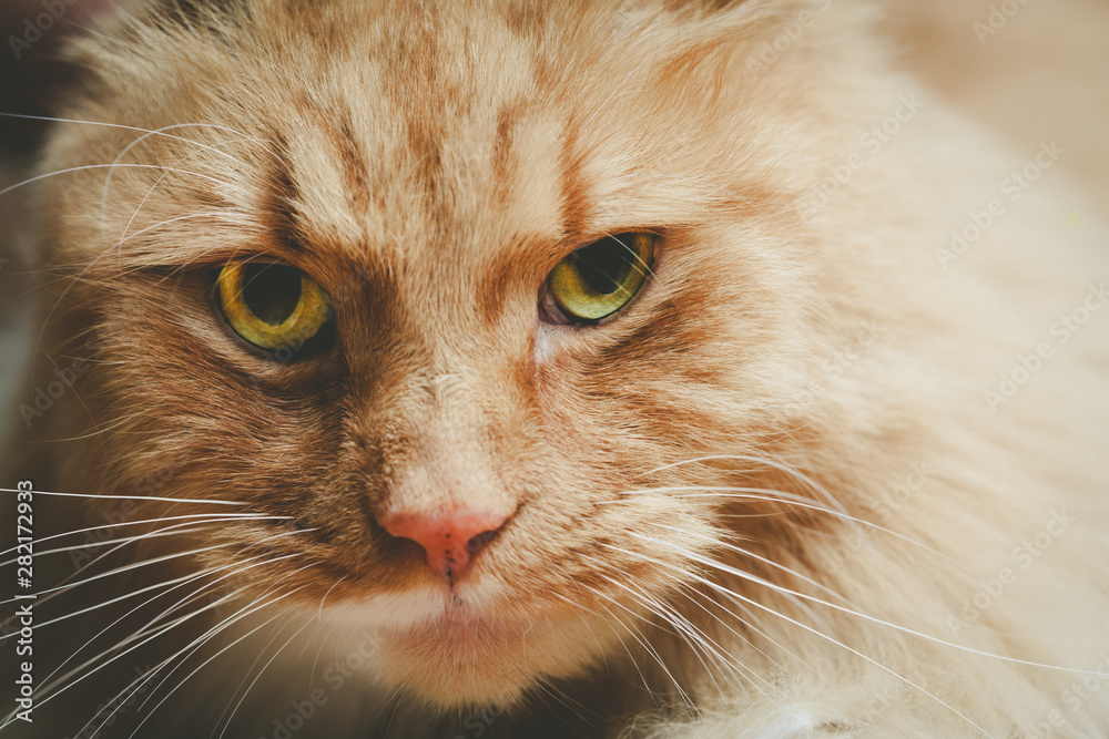 Beautiful portrait of a serious ginger cat with shallow focus