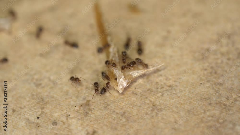 Ants in the house. Ants feast on tiny crumbs and grease. Pest Control Ants in the house. Ants feast on tiny crumbs and grease. Pest Control