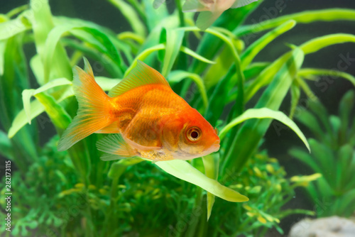 Fototapet Gold fish or goldfish floating swimming underwater in fresh aquarium tank with green plant
