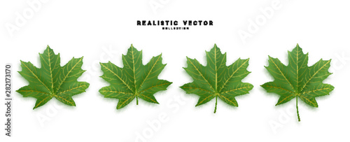Set of green maple leaves, isolated on white background.