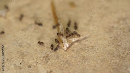 Ants in the house. Ants feast on tiny crumbs and grease. Pest Control