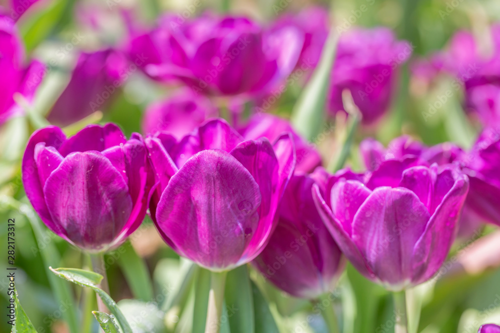 Tulip flower and green leaf background in tulip field at winter or spring day for postcard beauty decoration and agriculture design.