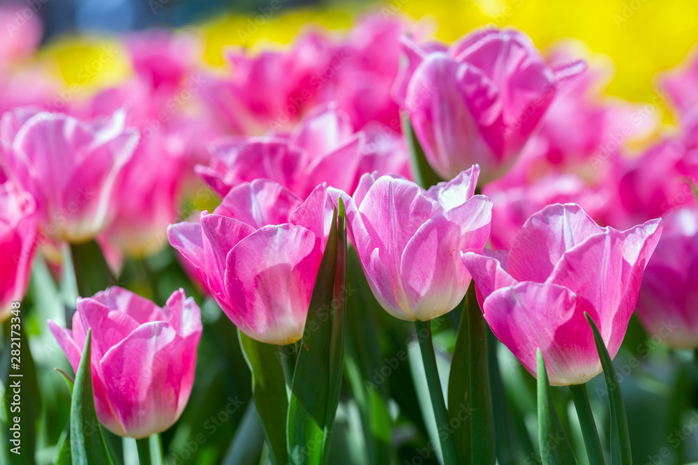 Tulip flower and green leaf background in tulip field at winter or spring day for postcard beauty decoration and agriculture design.