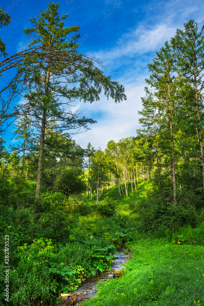 Fototapeta premium River Baragan. Shebalinsky district, Gorny Altai, Russia