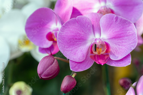 Orchid flower in orchid garden at winter or spring day for beauty and agriculture design. Phalaenopsis Orchidaceae. photo