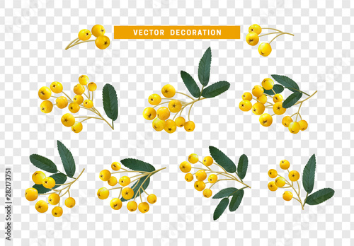 Set of realistic rowan berries