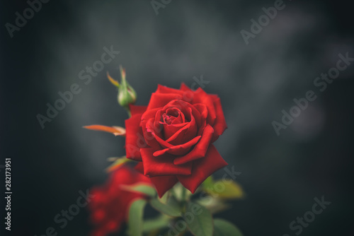 Scarlet rose closeup on dark background  top view