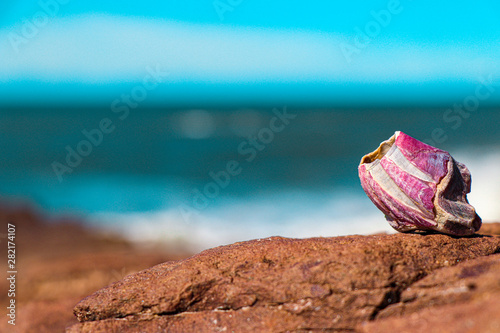 flower on the beach