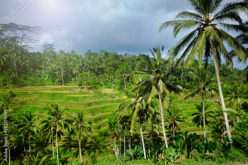 Wallpaper Mural Green rice terraces and palm trees during sunset, Bali Torontodigital.ca