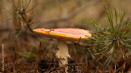 Bright mushrooms in the forest