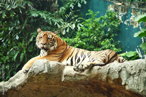 Siberian tiger resting on a rock in a thailand zoo