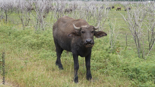 Male buffalo  standing chewing grass