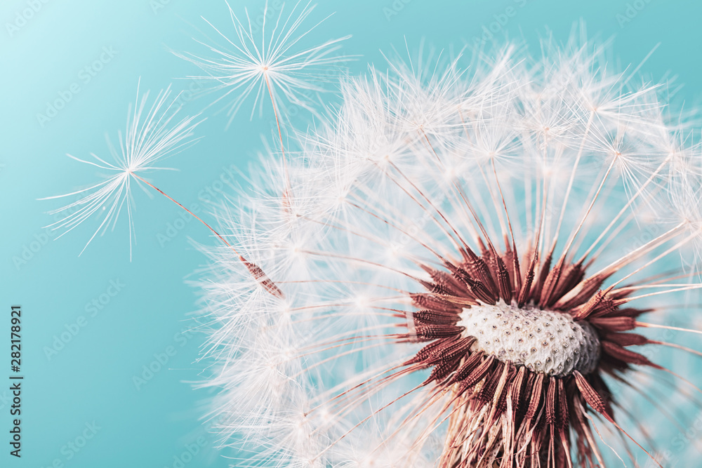 Fototapeta Piękny dmuchawiec, kwiat z latającymi piórkami na turkusowym tle. 