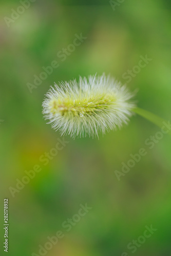 Dog tail grass macro close-up outdoors on rain green background   Setaria viridis  L.  Beauv.